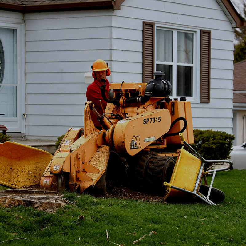 tree removal