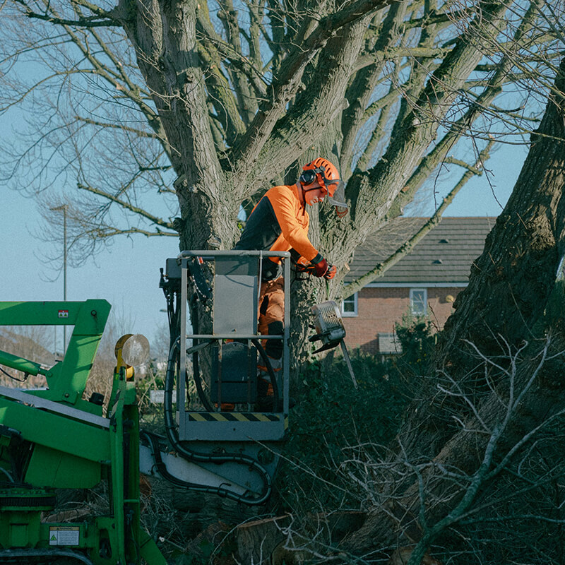 tree service