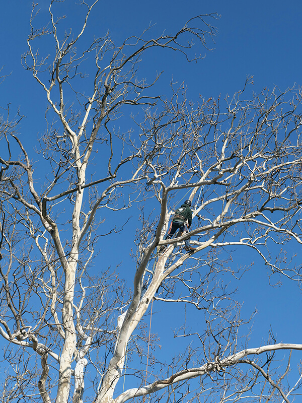 tree trimming in redford