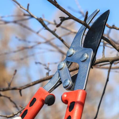 pruning in dearborn