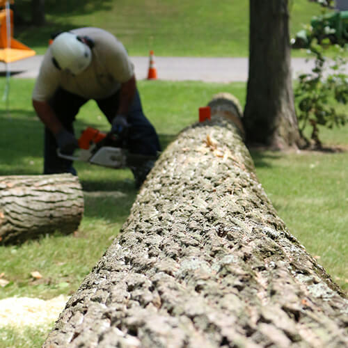 removal in dearorn