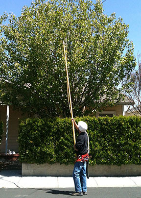 Dearborn tree service: pruning