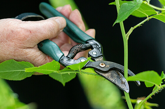 pruning service
