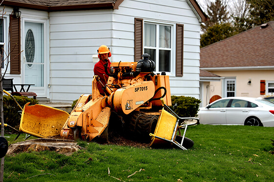 redford stump grinding