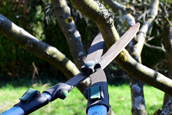 tree trimming