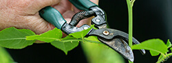 pruning