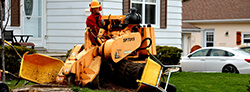 stump grinding