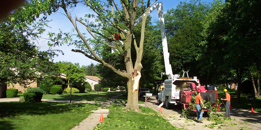 dearborn tree service