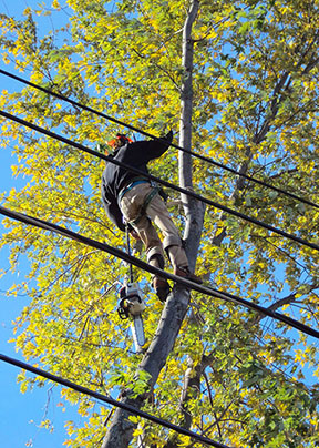 tree and shrub trimming